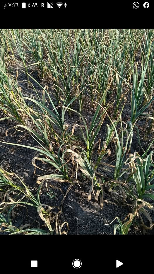 هل الاصابه فطرى ام حشرى وما العلاج ثوم احمر عمر 5 شهور 150 يوم